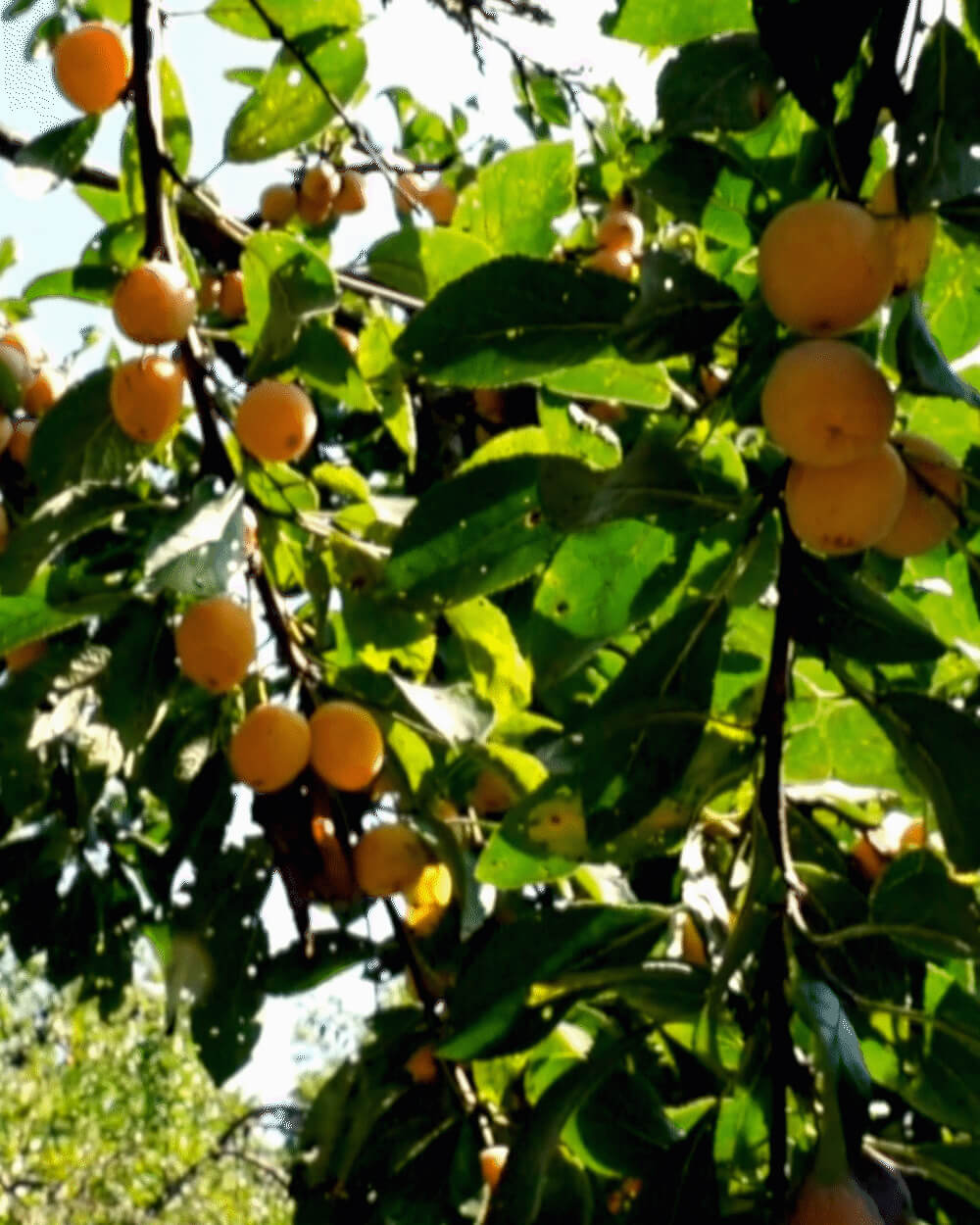 韓國 goodal Apricot Collagen Youth Firming Ampoule 杏果膠原蛋白青春緊緻抗老安瓶 - 30ml