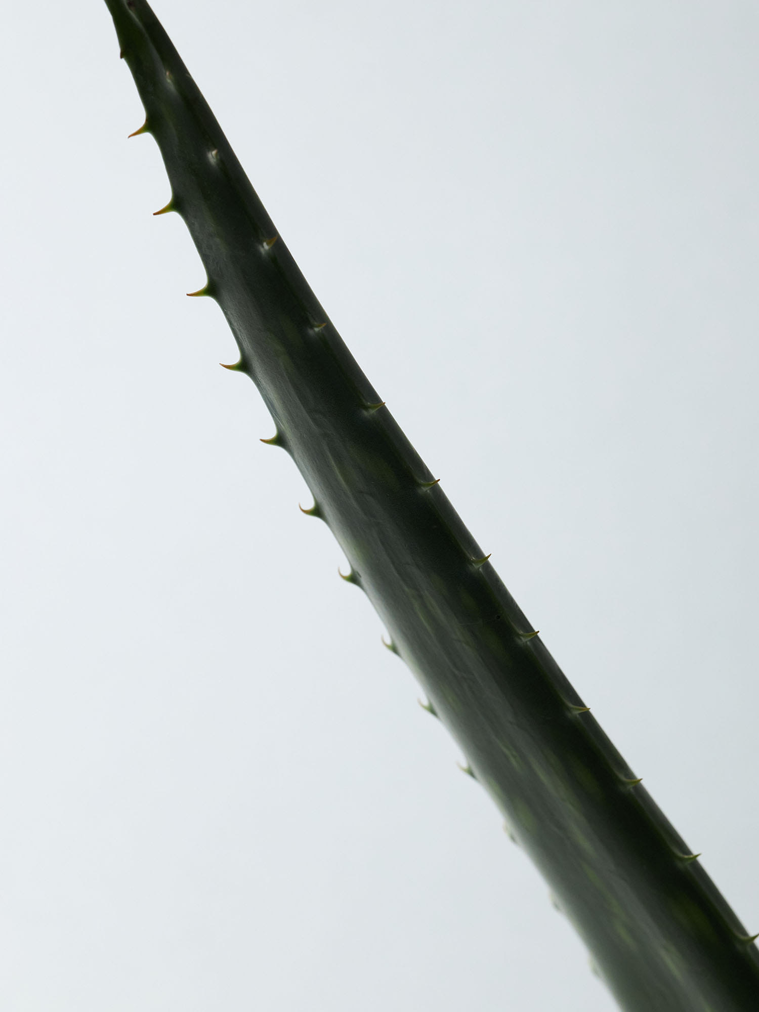 韓國 Aromatica Soothing Aloe Vera Gel 有機蘆薈舒緩啫喱 韓國 Aromatica Soothing Aloe Vera Gel 有機蘆薈舒緩啫喱