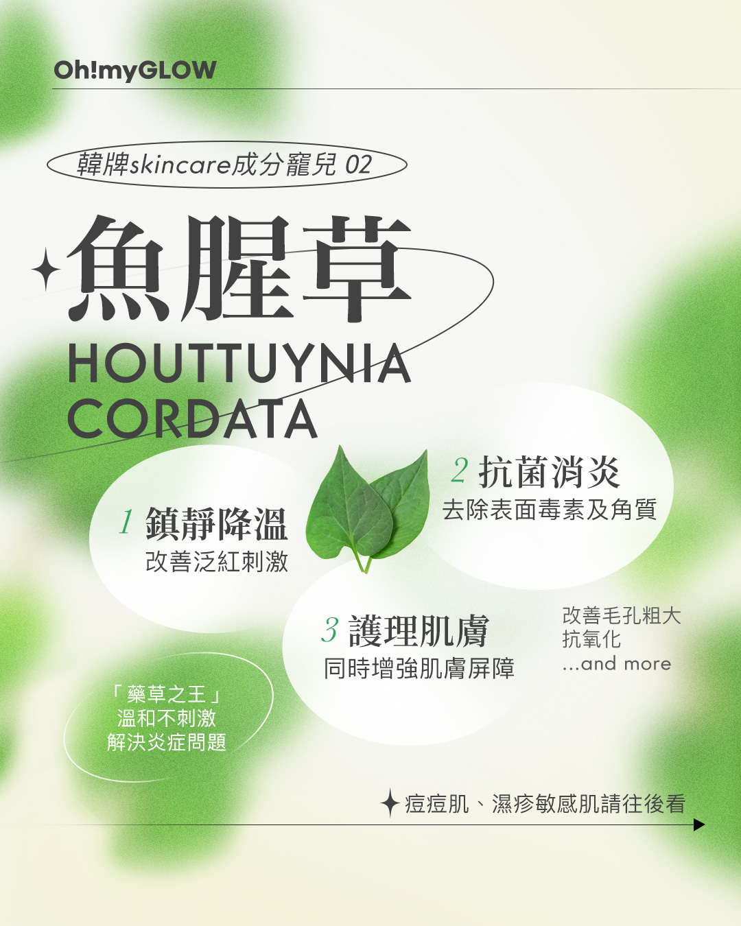 魚腥草 Houttuynia cordata 抗菌消炎 鎮靜降溫 護理肌膚