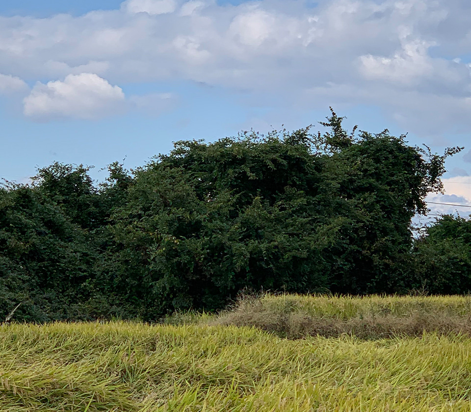 關懷人類與大自然