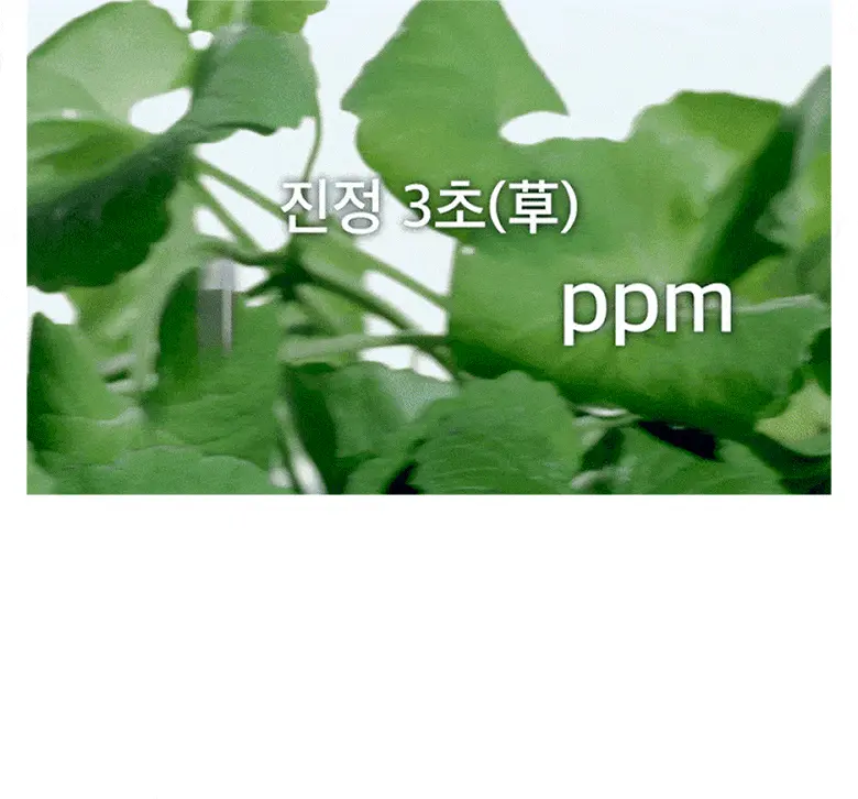 韓國 numbuzin No.1 Centella Re-Leaf Green Toner Pad 魚腥草積雪草舒緩保濕濕敷爽膚棉片 - 70片裝