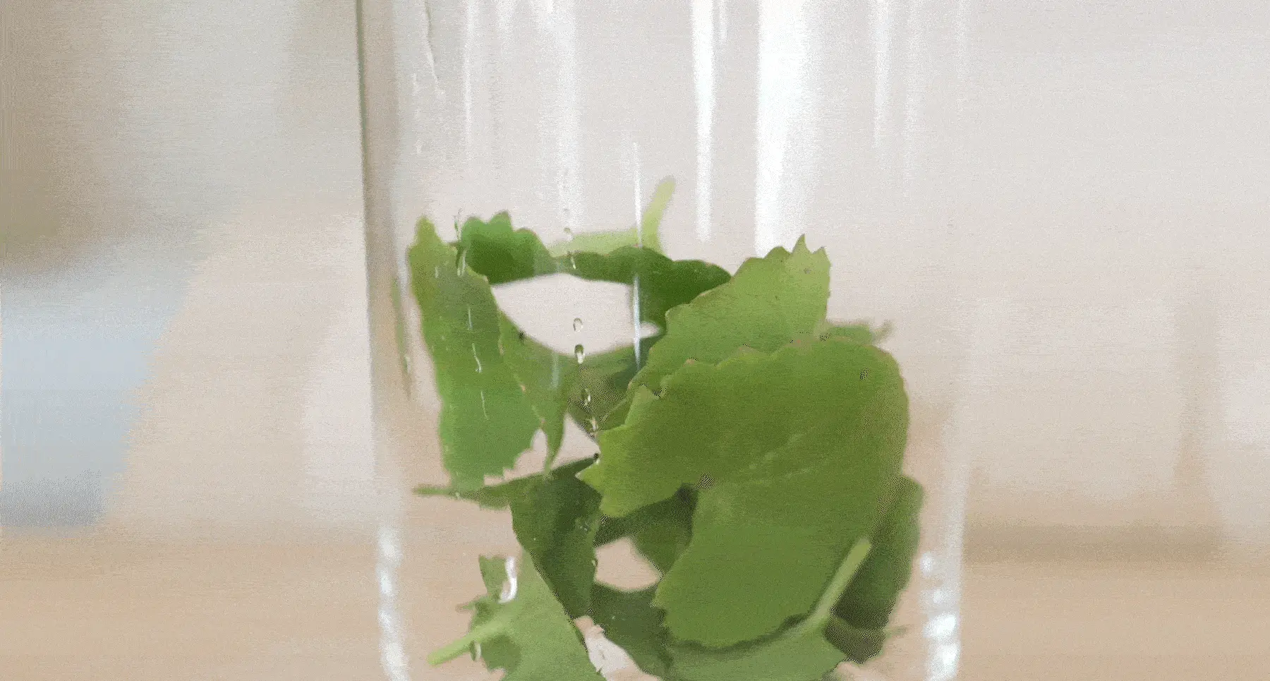 韓國 HeveBlue Salmon Care Centella Toner 三文魚子積雪草弱酸性舒緩保濕爽膚水 - 200ml