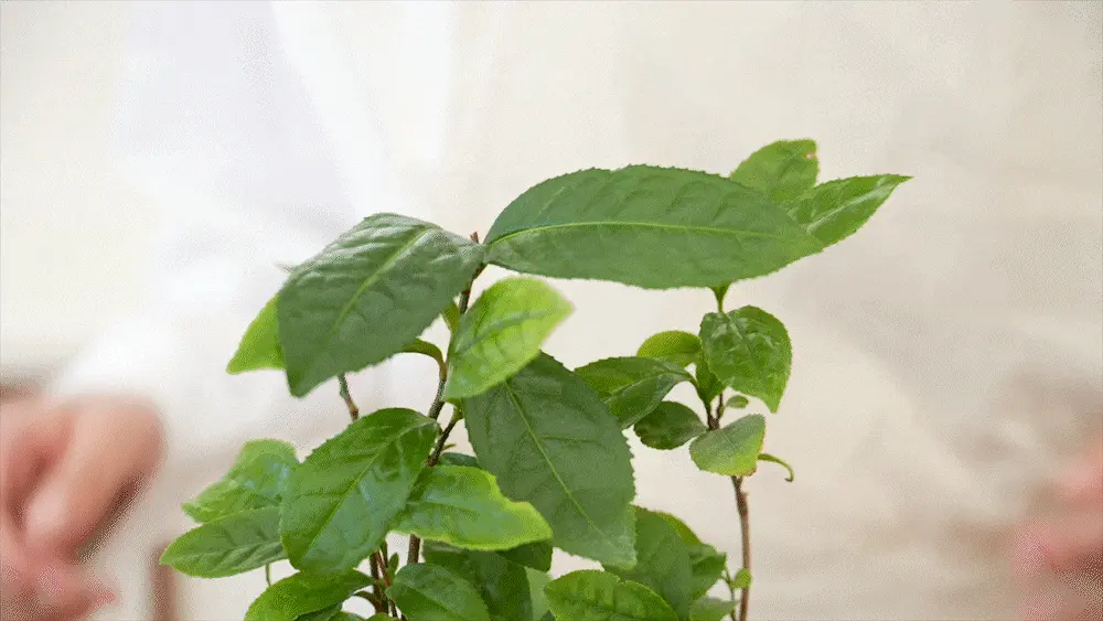 超溫和卸妝清黑頭～ 韓國 HeveBlue Black Yuja Bean Milk Cleanser 天然黑豆青柚豆奶溫和保濕卸妝潔面乳 - 300ml