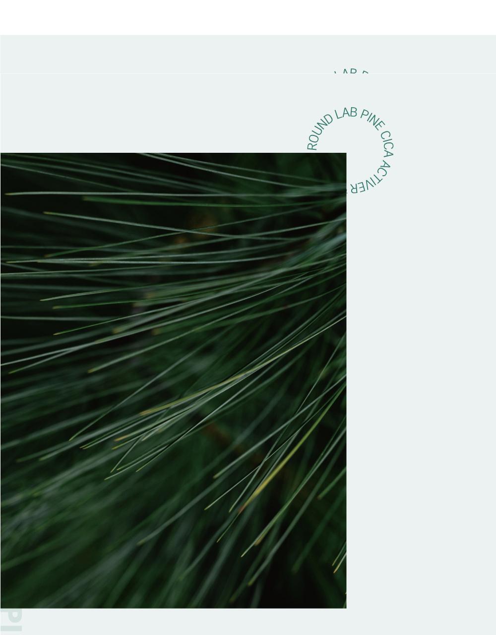 韓國 RoundLab Pine Calming CICA Ampoule 松樹積雪草鎮靜安瓶精華 - 30ml