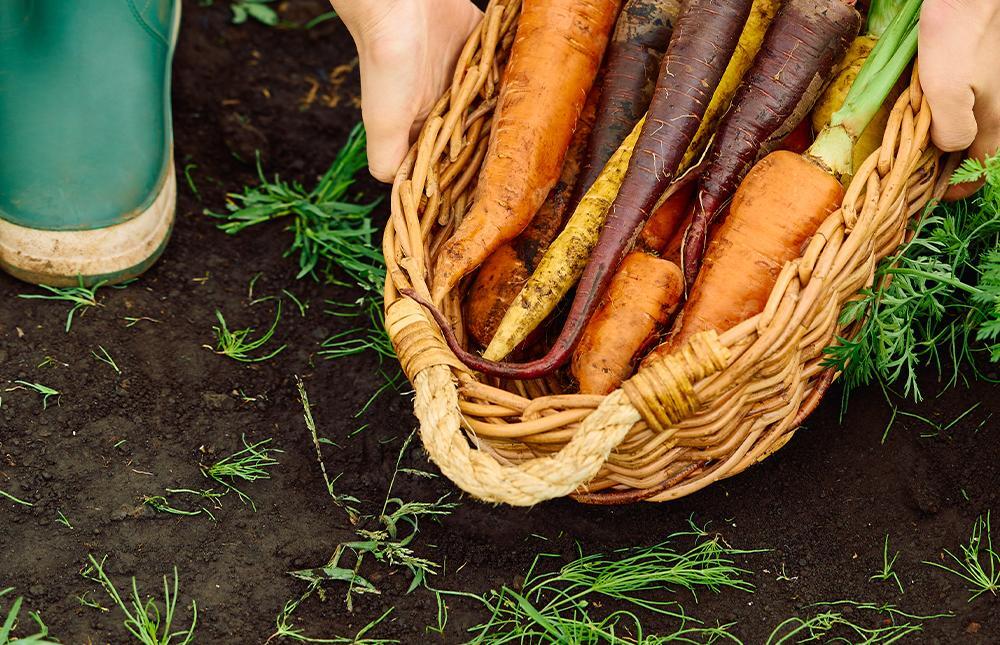 韓國 Goodal Black Carrot Vita-A Retinol Firming Cream 紫胡蘿蔔維A 視黃醇 A醇緊緻面霜  - 50ml