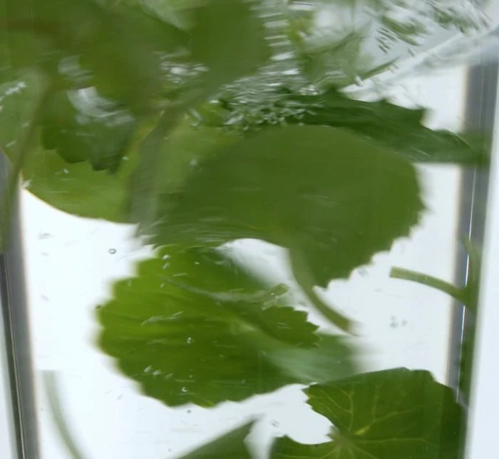 痘痘肌~韓國 medicube Exosome Cica Calming Pad 第4代高效能積雪草舒緩爽膚棉片 - 100片裝