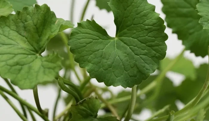 痘痘肌~韓國 medicube Exosome Cica Calming Pad 第4代高效能積雪草舒緩爽膚棉片 - 100片裝