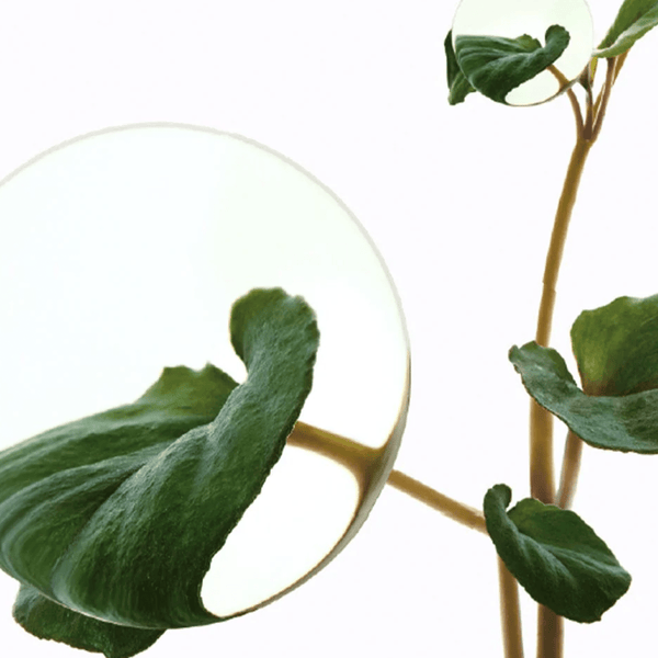 敷後變透明 高效舒緩鎮靜～韓國 ANUA Heartleaf 70 Soothing Collagen Mask 70% 🌿魚腥草低分子膠原蛋白水凝膠果凍面膜 4片裝 - 2種選擇