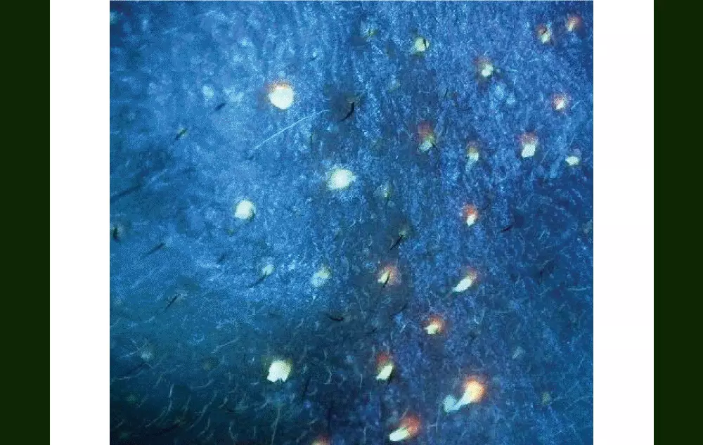 研磨石潔面膏～韓國 beplain Mung Bean Pore Grinding Cleansing Balm 綠豆清毛孔卸妝潔面膏 - 100ml