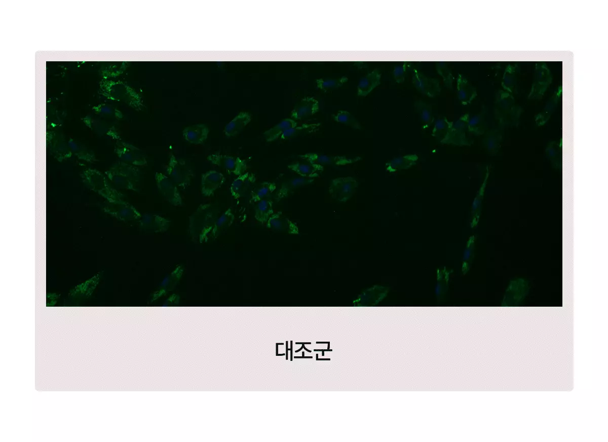 7天玻璃般光滑肌膚 底妝更貼服【新升級】韓國 Biodance Pore Perfecting Collagen Peptide Serum 彈力毛孔緊緻膠原蛋白胜肽精華液 - 30ml